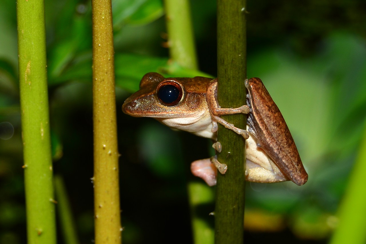 Polypedates leucomystax